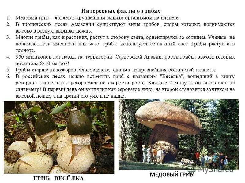 Интересные факты о грибах 5 класс биология презентация