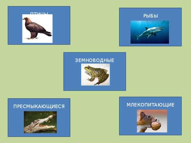 15 самых красивых животных в мире