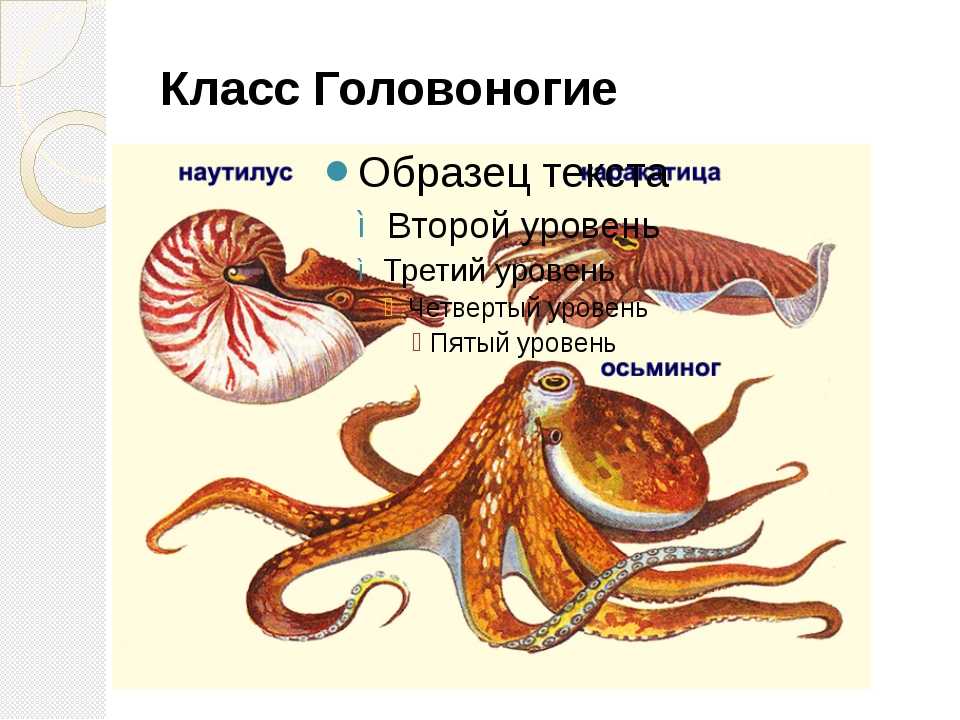 Головоногие моллюски: характеристика, среда обитания, размножение, питание - наука - 2022