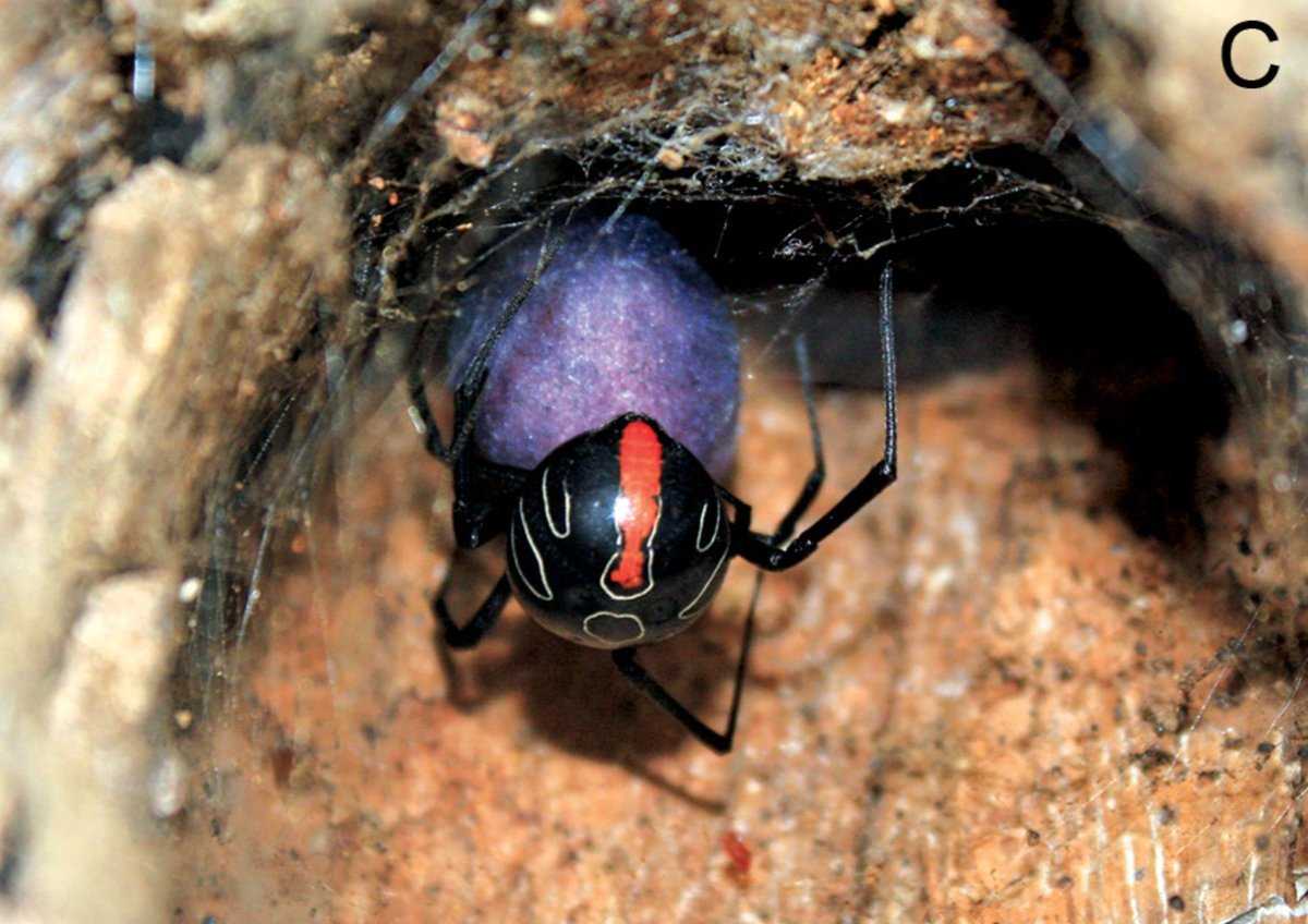 самые опасные пауки фото