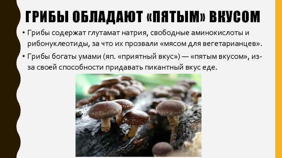 Самые интересные факты о грибах