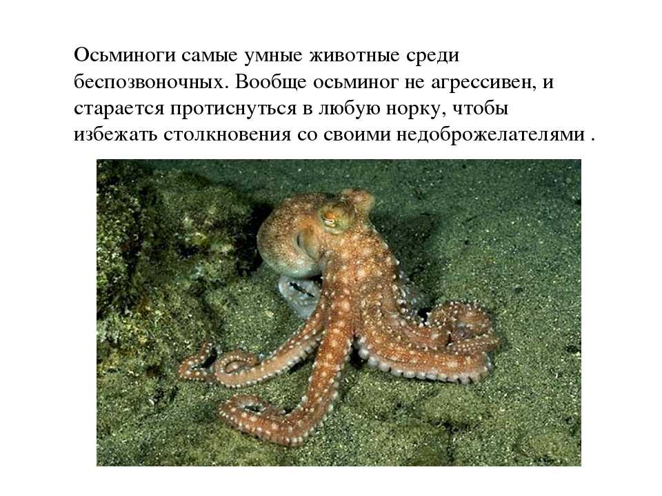 Топ-25 самых больших 🦒 животных в мире по рейтингу 2022 года | фото, рост, вес, описание