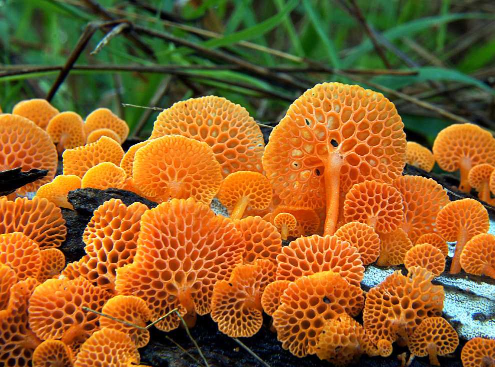 Самый редкий гриб. Favolaschia Calocera оранжевый пористый гриб. Подосерпула Миранда гриб. Гриб оранжевый коралл Калоцера. Лерациомицес (leratiomyces).