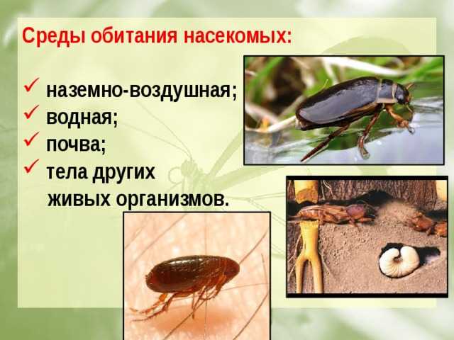 Большие тараканы - опасны ли, откуда появляются, как избавиться, как выглядят и называются самые большие тараканы