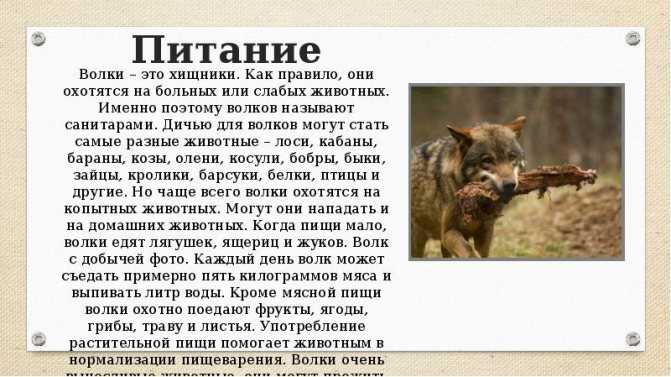 Самые большие волки в мире: топ-10 наиболее крупных хищников