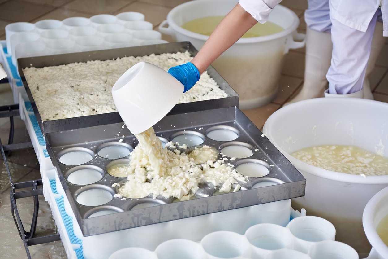 Как открыть бизнес по производству сыра