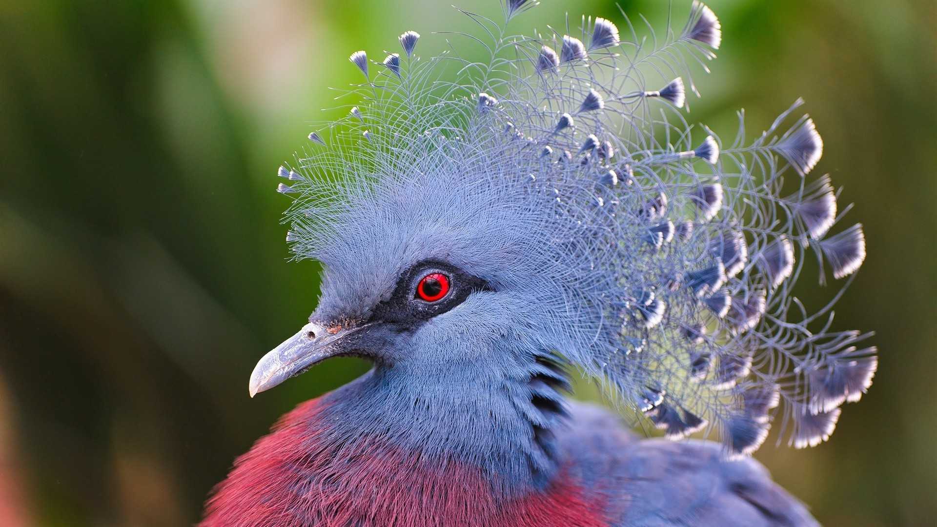 Каштановогрудый венценосный голубь
