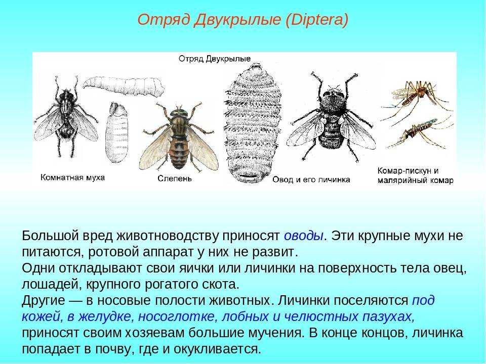 Стадии развития мухи в картинках