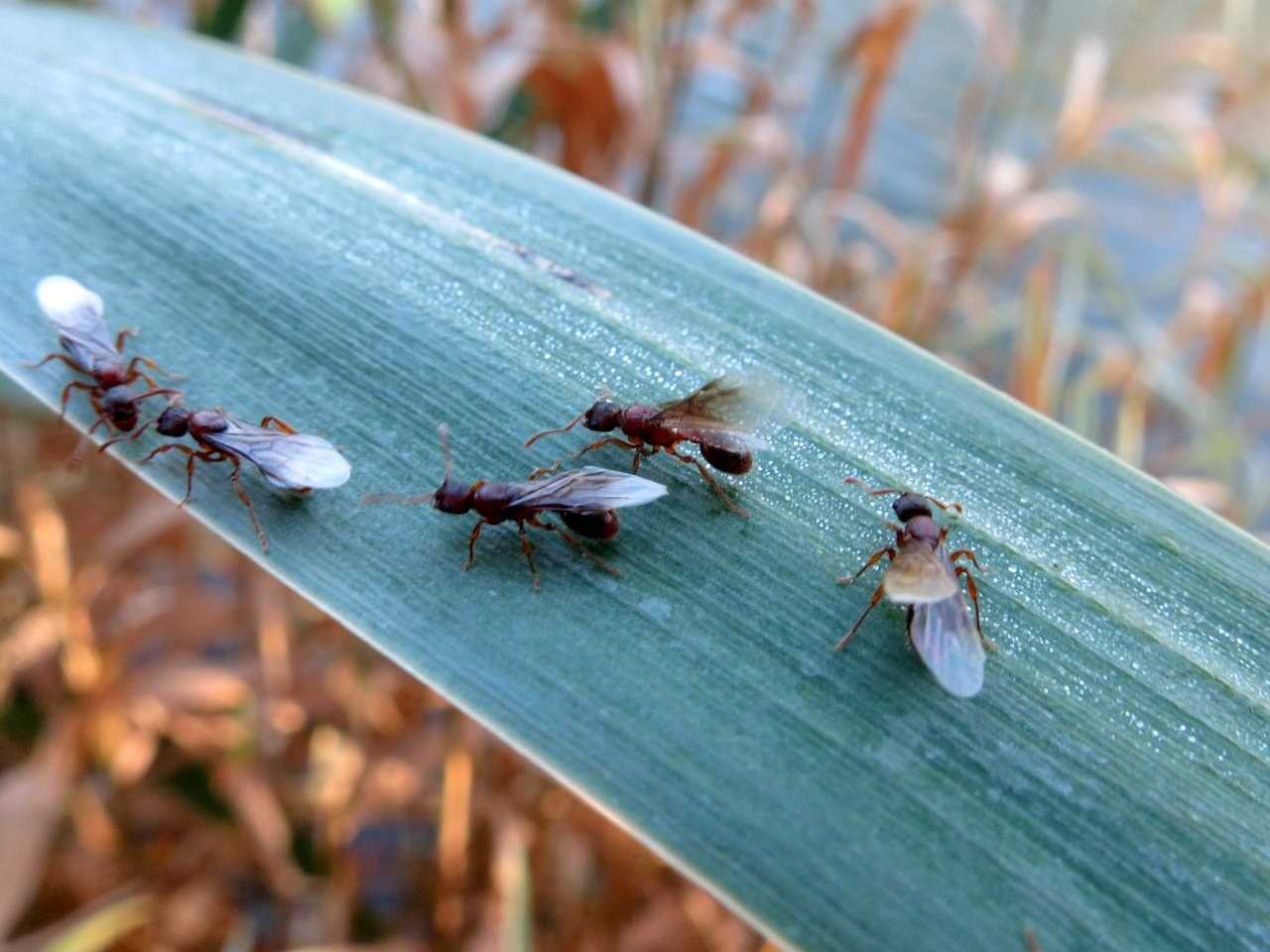 Крылатых муравьев. Крылатые муравьи. Летающие муравьи. Муравьи с крыльями. Муравьи с крылышками.