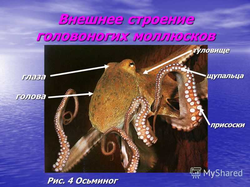 Группе относится осьминог. Туловище головоногих моллюсков. Строение головоногих моллюсков. Класс головоногие моллюски внешнее строение. Класс головоногие осьминог.