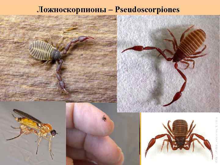 Книжный ложноскорпион в квартире – опасное или безобидное насекомое?