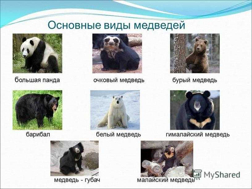 Самые красивые животные в мире: 15 милых симпотяжек нашей планеты с названиями и фотографиями