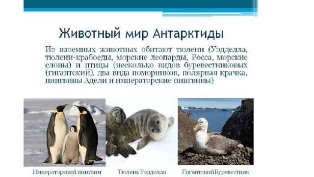 Пингвины: все самое интересное о повадках, образе жизни