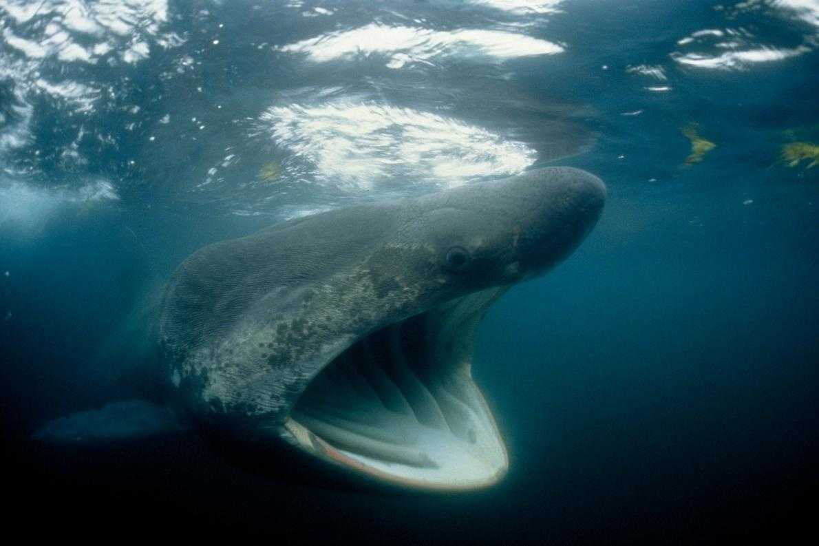 Китовая акула - самая крупная рыба