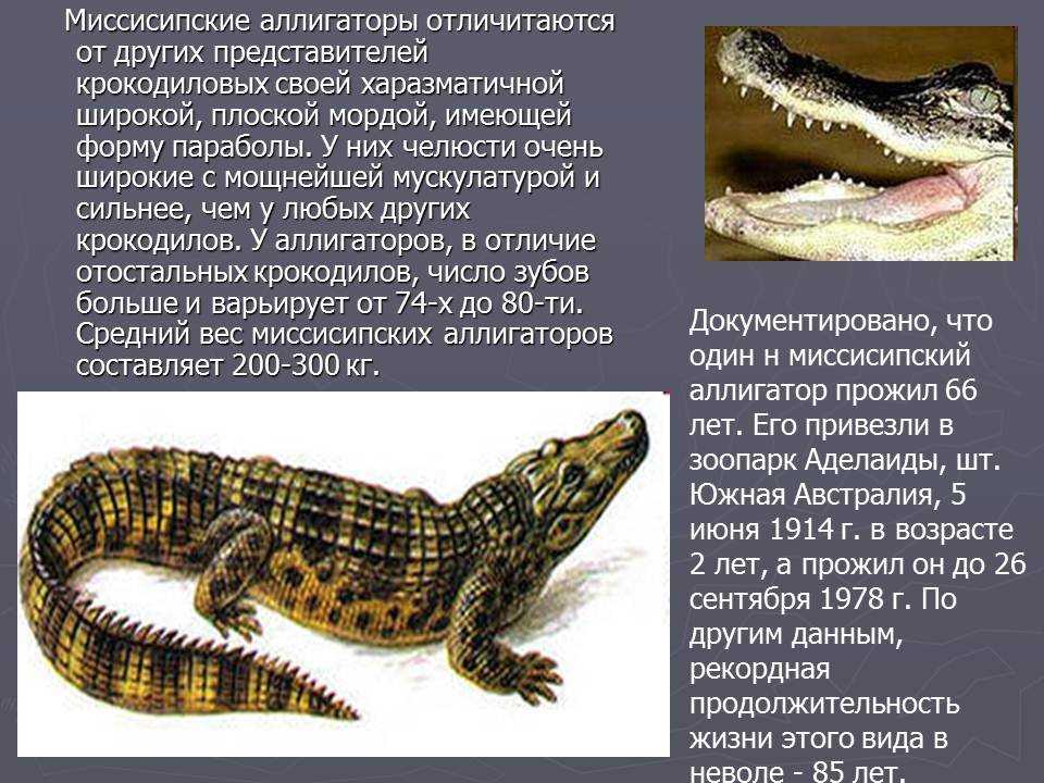 Крокодил описание животного