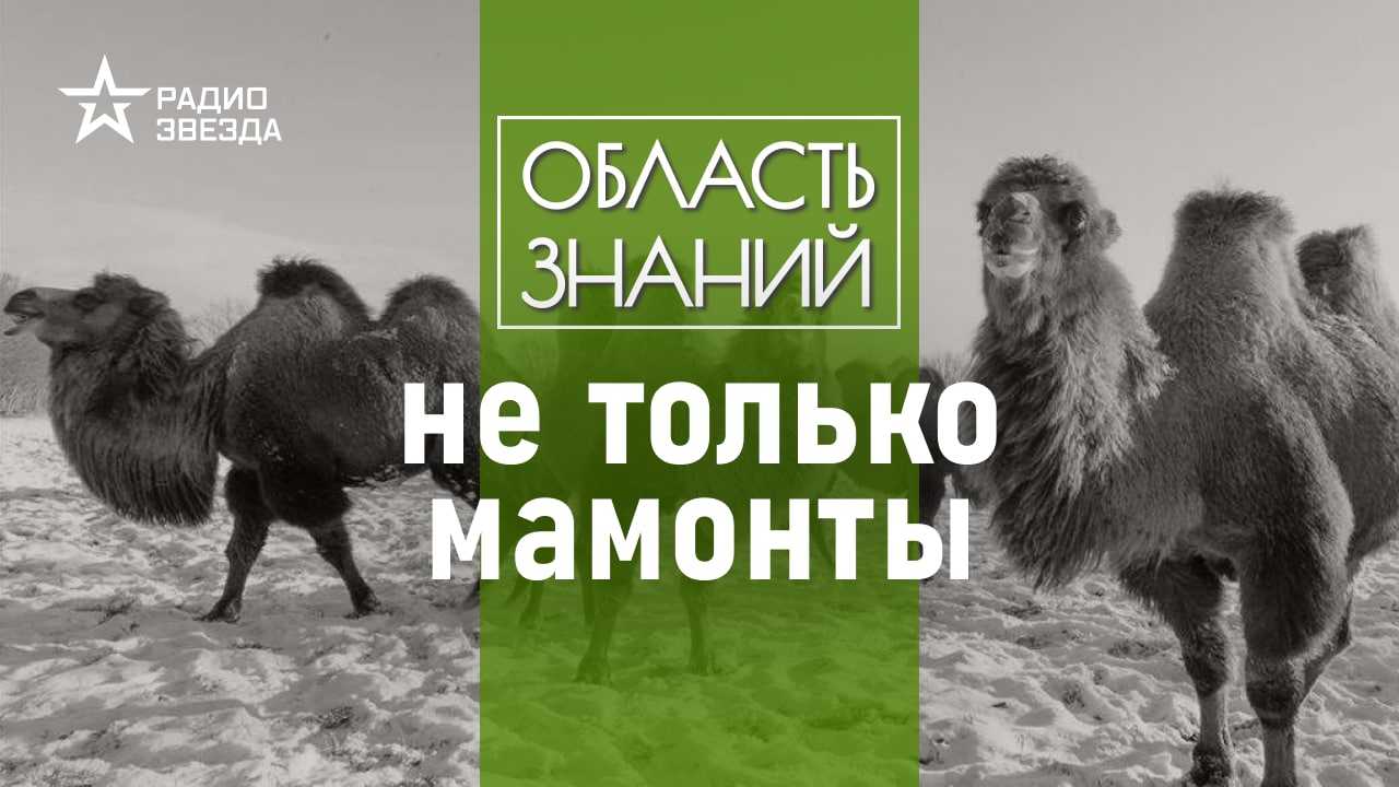 Вымирающие виды животных, которые вскоре могут исчезнуть навсегда