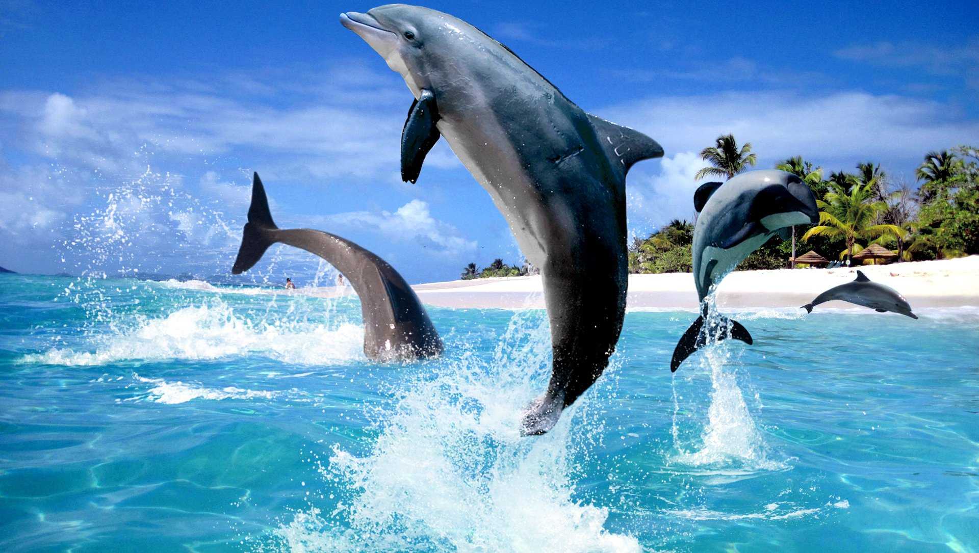 Где встречается речной дельфин, как живет пресноводный: советы экспертов