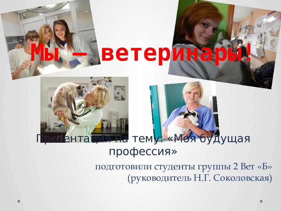 Сколько зарабатывает ветеринар