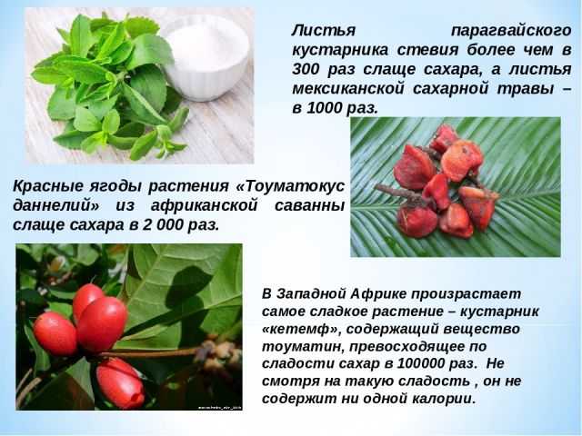 Чувства растений— что и как они видят
