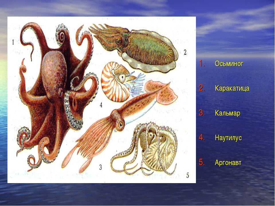 Какой тип питания характерен для каракатицы лекарственной. Головоногие моллюски кальмар. Кальмар осьминог каракатица. Тип моллюски головоногие представители. Класс головоногие осьминог.