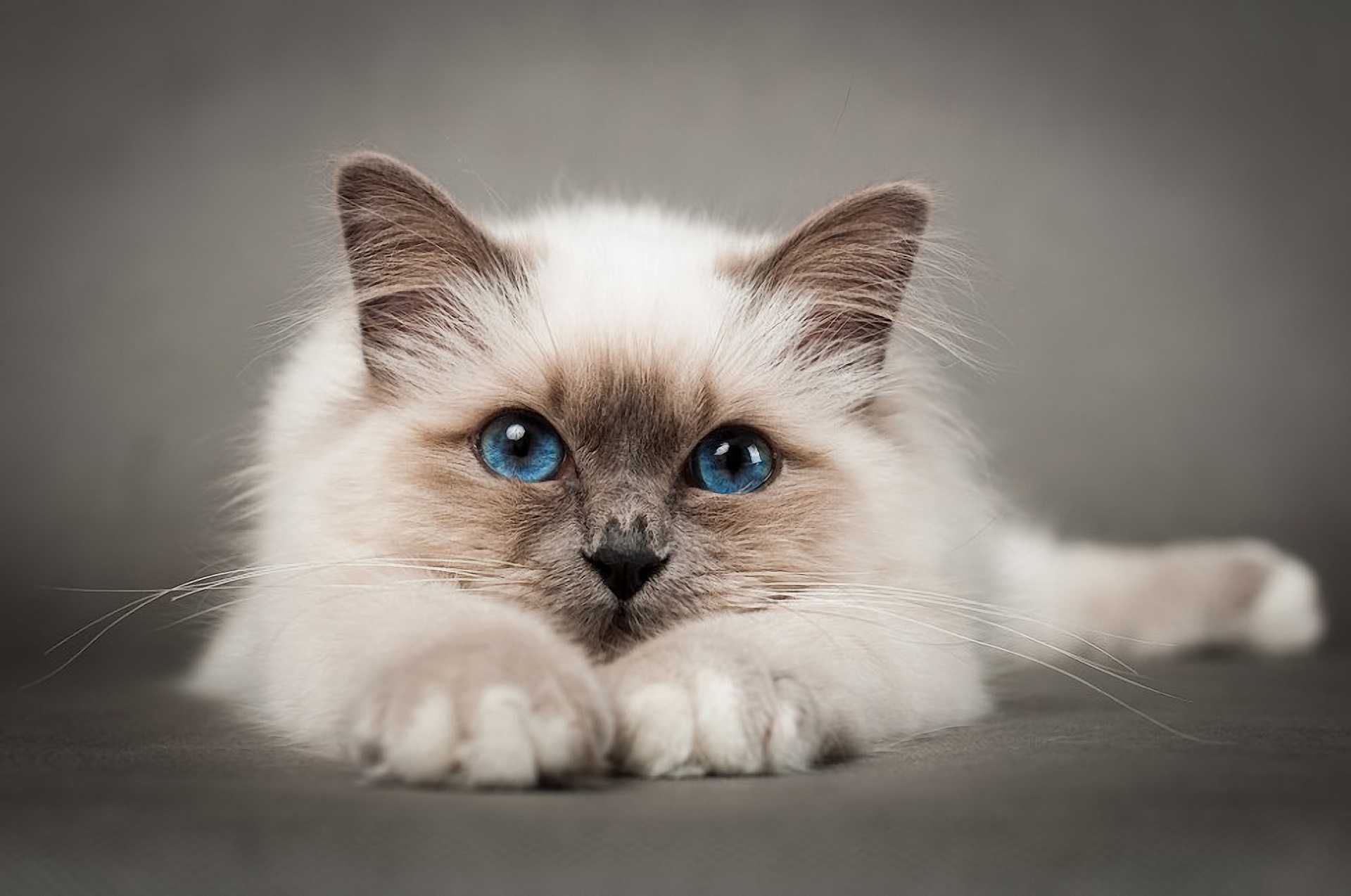 самых красивых кошек на планете Рассмотрим список наиболее красивых пород к...