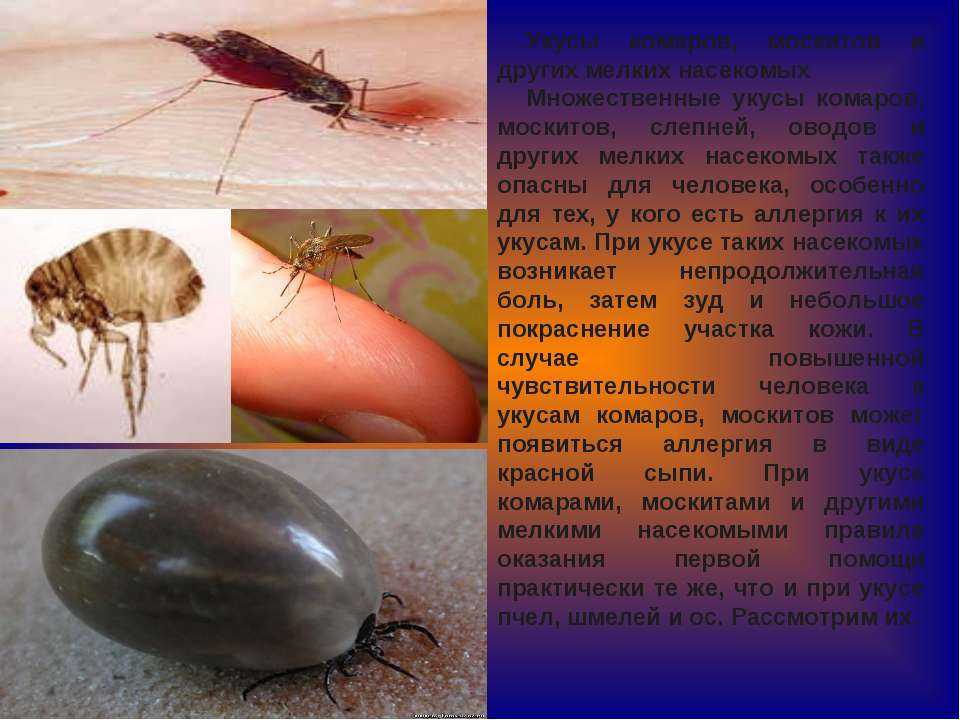 Что-то кусает в постели, но не клопы?