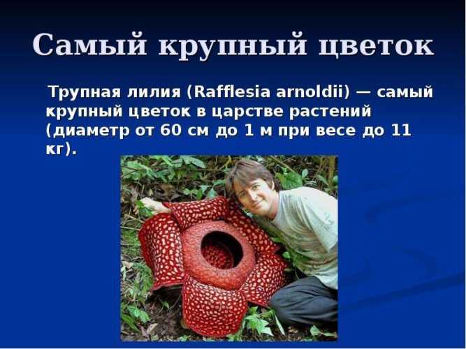 20 интересных фактов о растениях