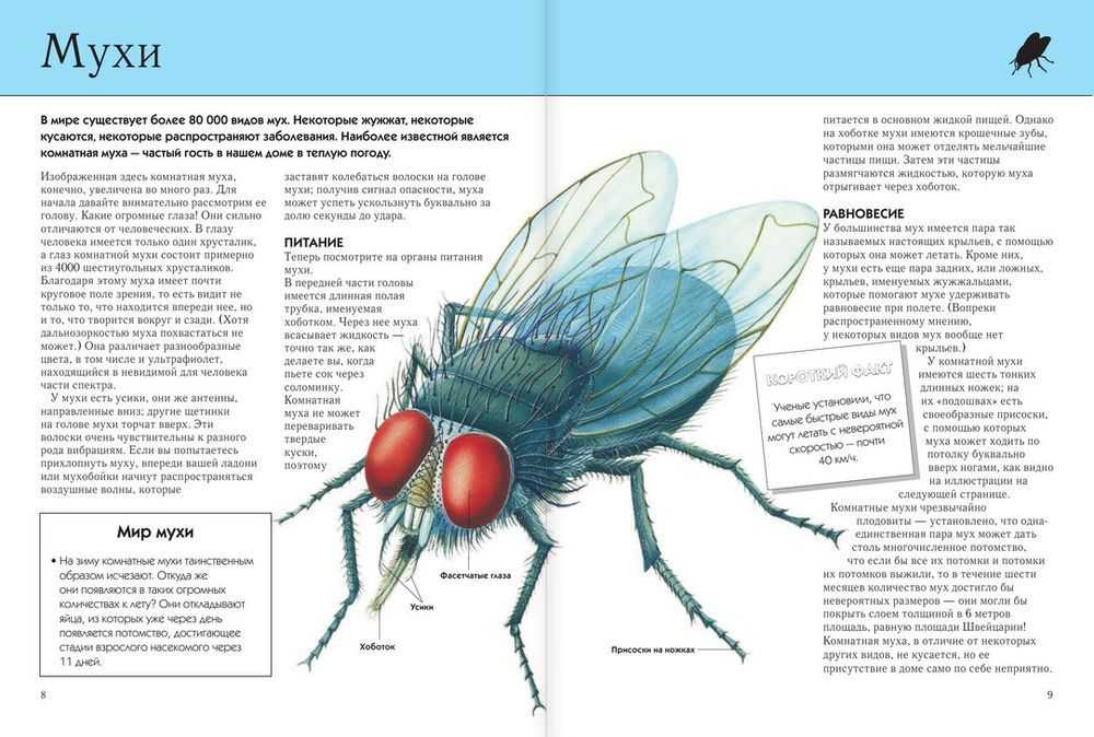 Сколько живут комнатные мухи в условиях обыкновенной квартиры. сколько живет муха обыкновенная в природе и домашних условиях