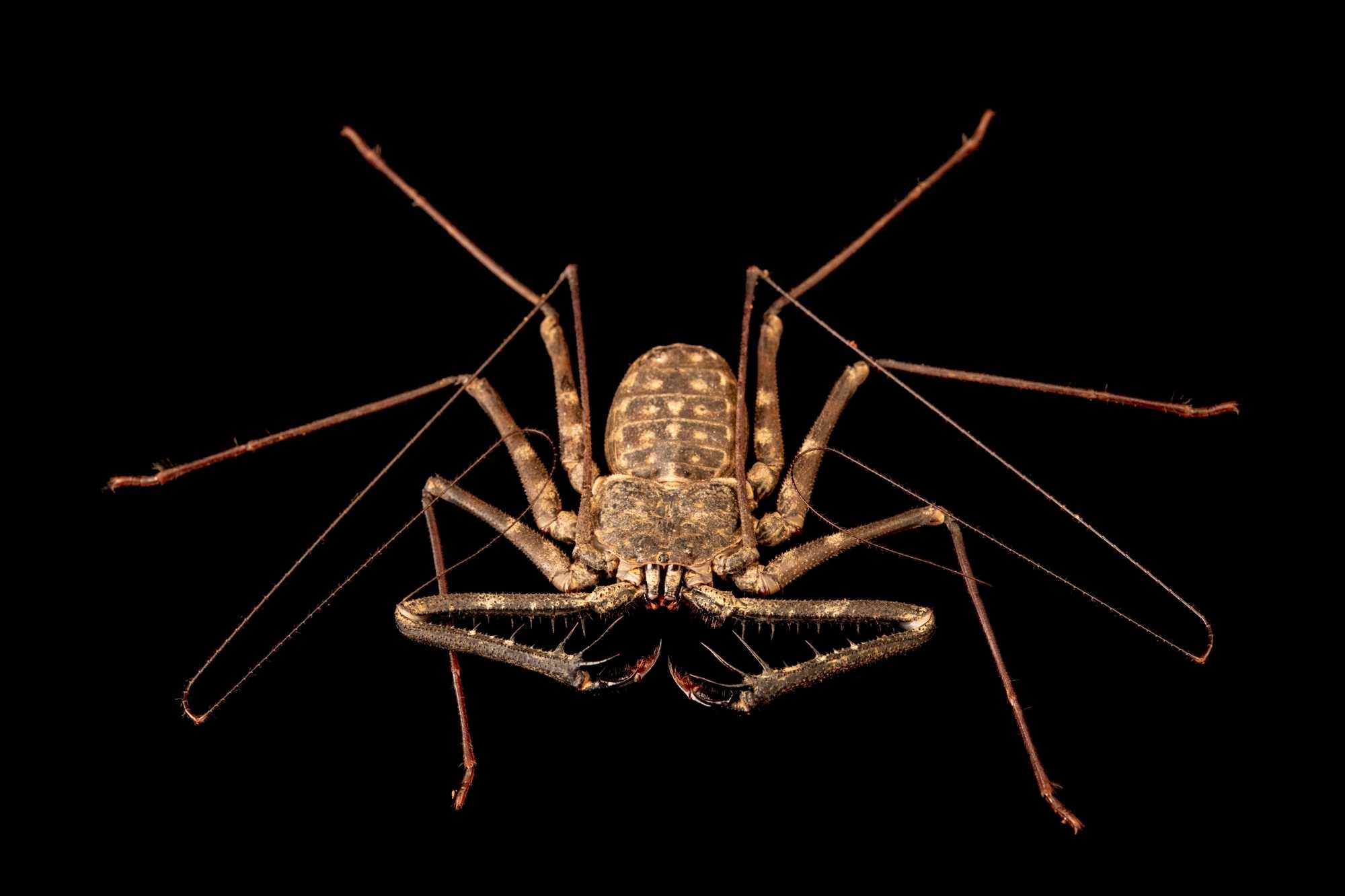 Жгутоногий паук фото