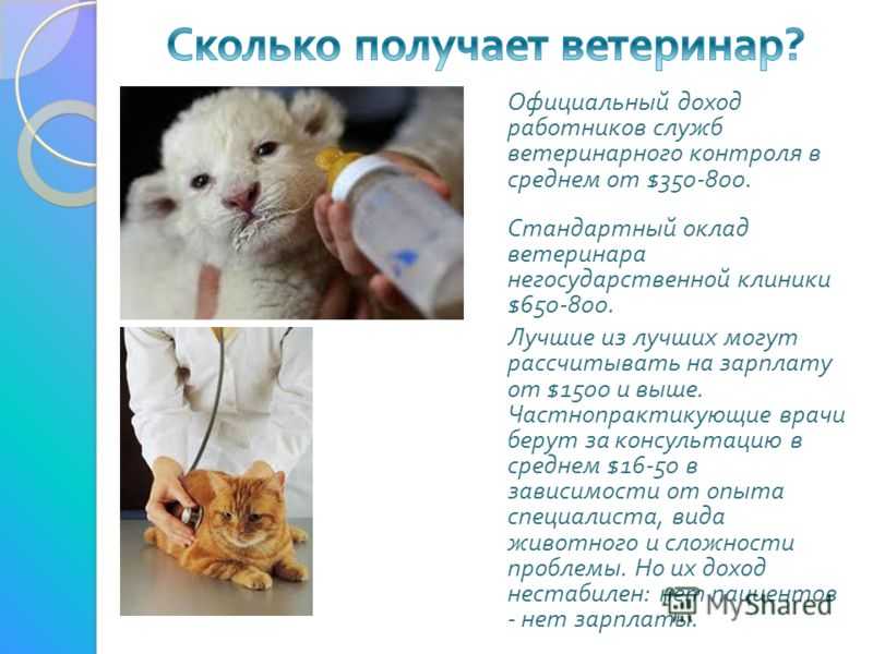 В чем важность профессии ветеринара, не только для животных но и для людей — стоит ли посвятить благородному делу жизнь