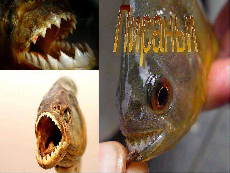 10 самых опасных рыб на планете