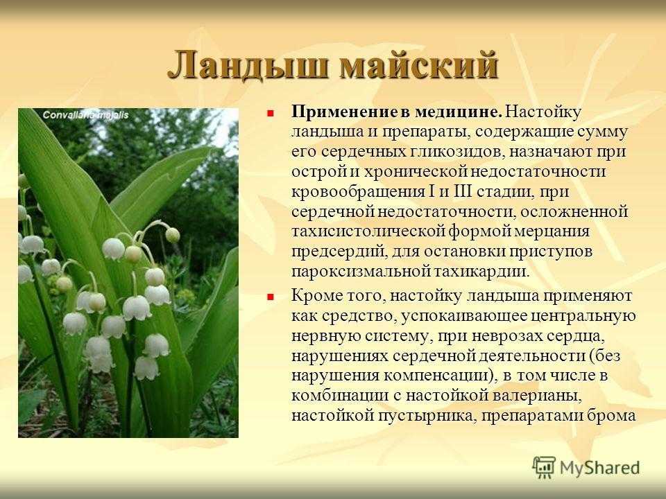 Ландыши презентация для детей