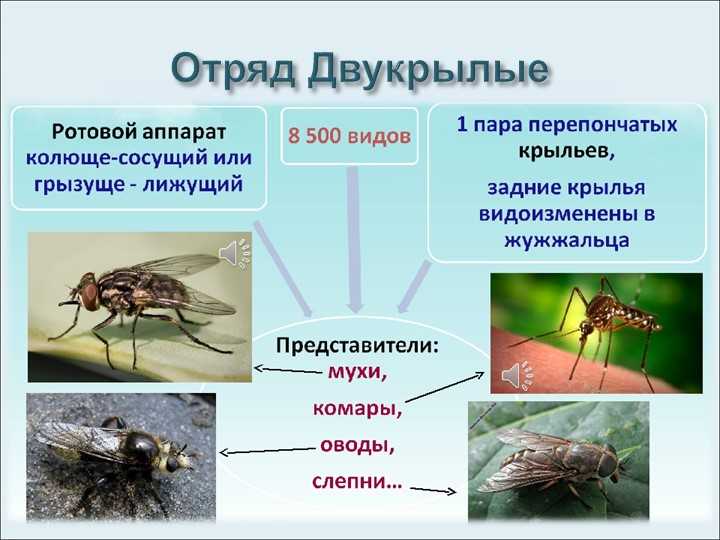 Отряд Двукрылые комар Пискун отделы. Отряд Двукрылые биологии 7 класс. Двукрылые ротовой аппарат.