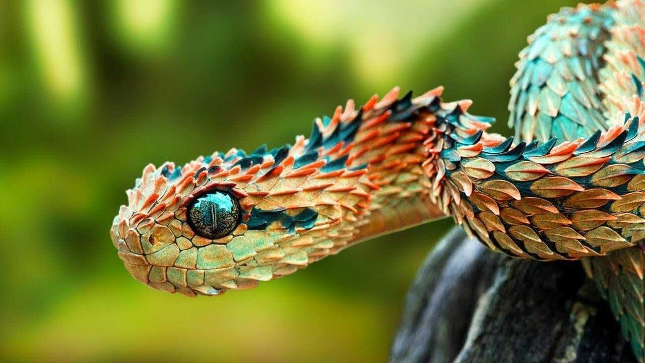 Кустарниковая гадюка (Atheris