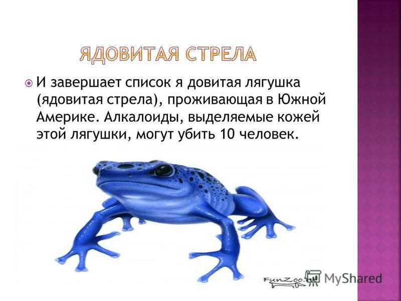 Лягушка