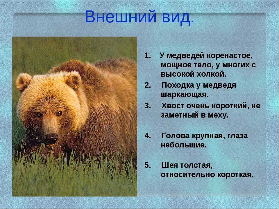 Камчатский медведь – самый огромный среди косолапых