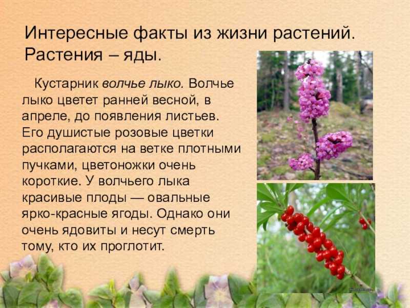 43 интересных факта об артишоке, которые сделают из вас настоящего эрудита