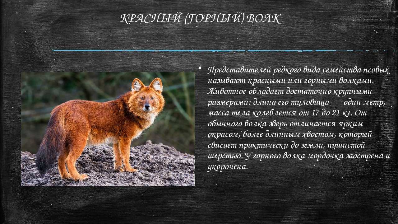 Волк