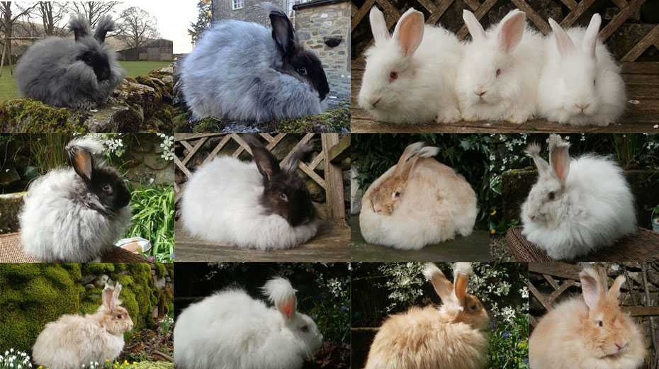 Шерсть гималайских кроликов. Ангорский кролик. Ангорский кролик питание. Классификация для ангорского кролика. Ангорский кролик окрас бабочка.