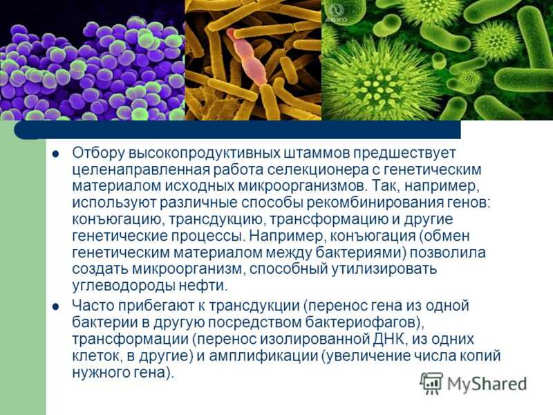 Наследственный материал растений. Селекция штаммов микроорганизмов.