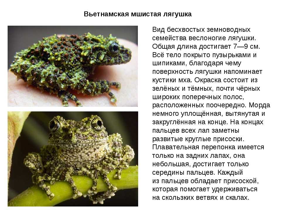 Лягушка в доме — примета неоднозначная и интересная