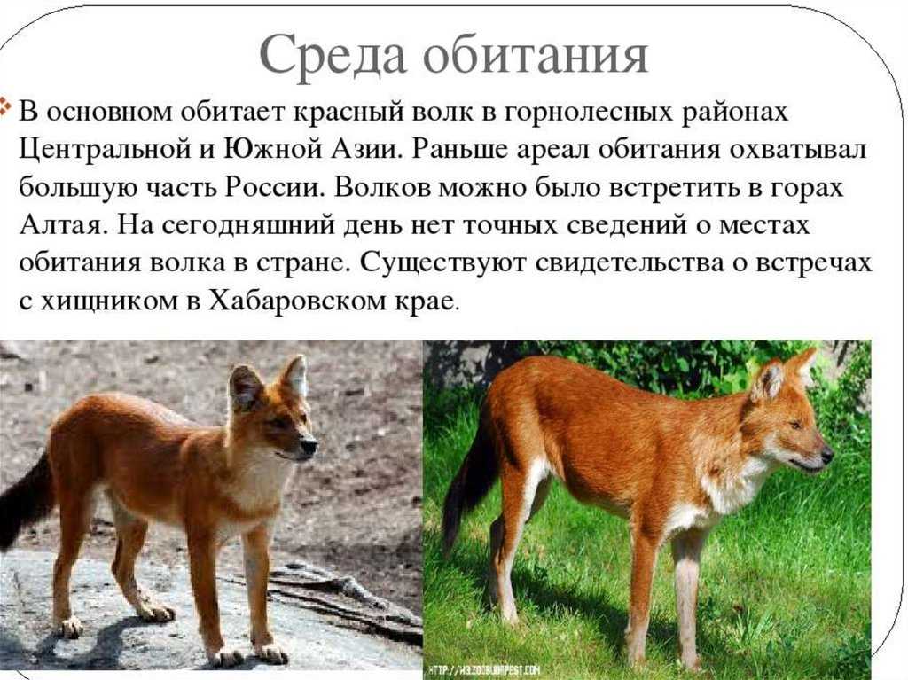 Волк: эти хищники едят не только овечек и зайцев