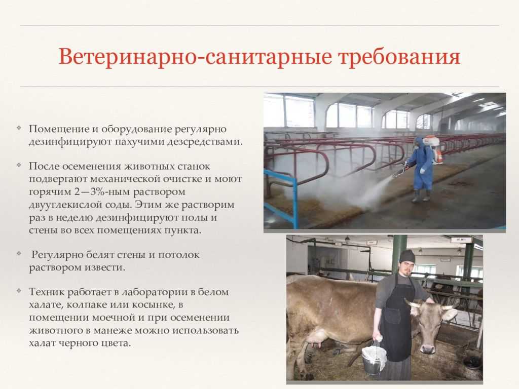 Изменились правила производства и продажи ветеринарных лекарств