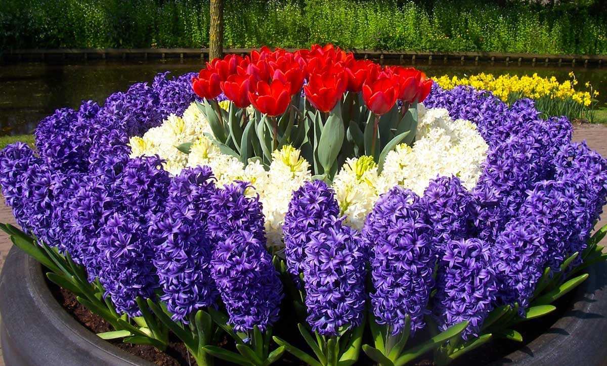 Самые красивые растения мира: фото с названиями
