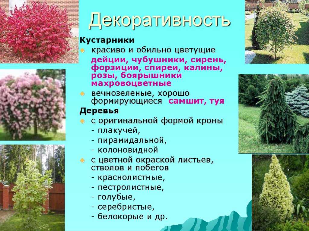 Самые красивые деревья для сада, их фото и названия Выбирайте самое красивое дерево для сада и отправляйтесь за ним в магазин