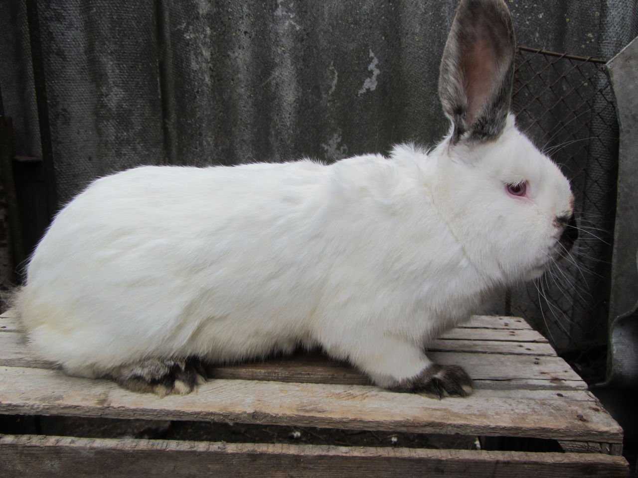 Кролики порода калифорния фото