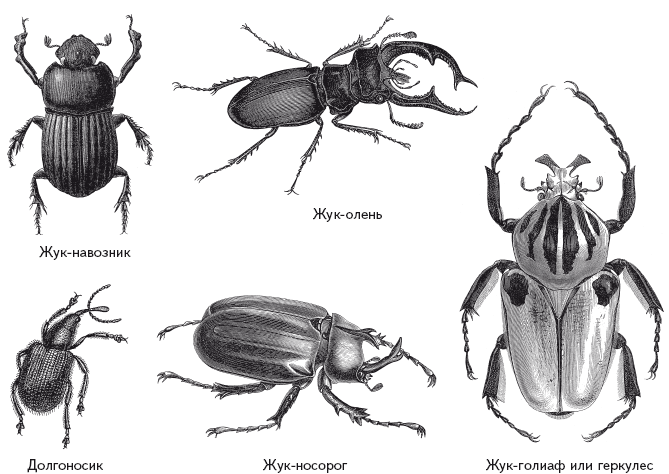 Виды жуков. классификация, особенности строения и поведения, название и фото видов жуков