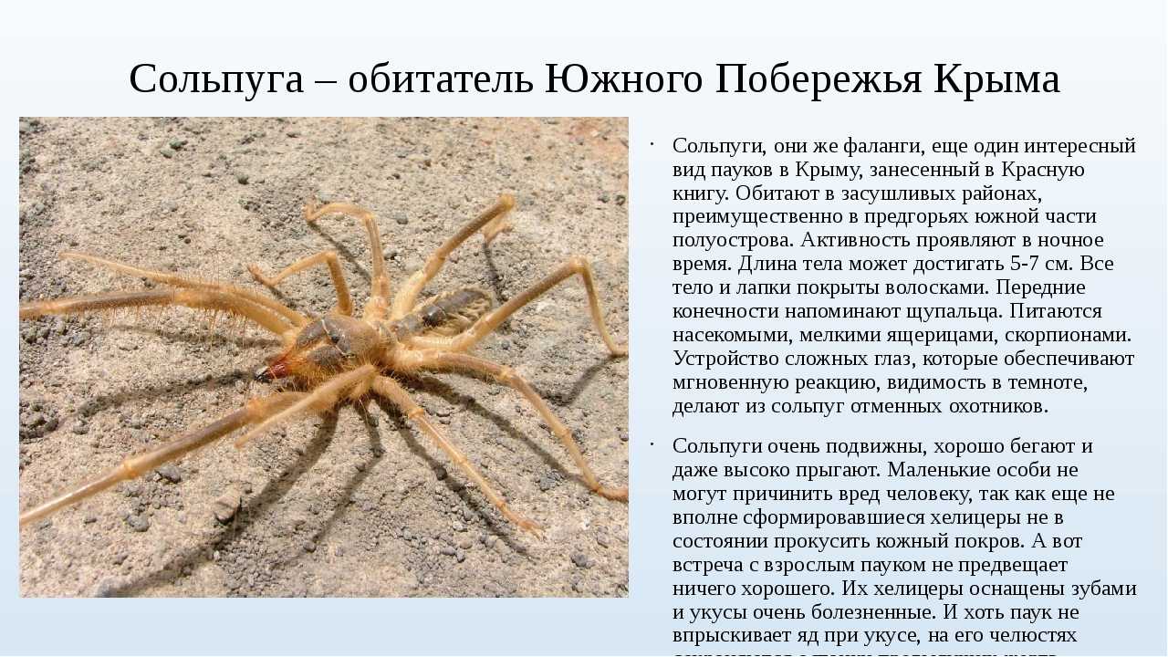 Кто такие сольпуги Это больше пауки или скорпионы Как они выглядят, больно ли кусают Где они обитают и насколько ядовиты и опасны сольпуги