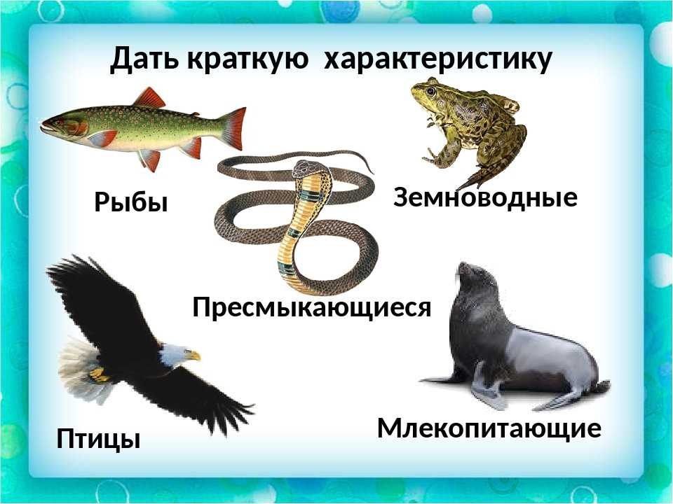 Самые красивые животные в мире: 15 милых симпотяжек нашей планеты с названиями и фотографиями