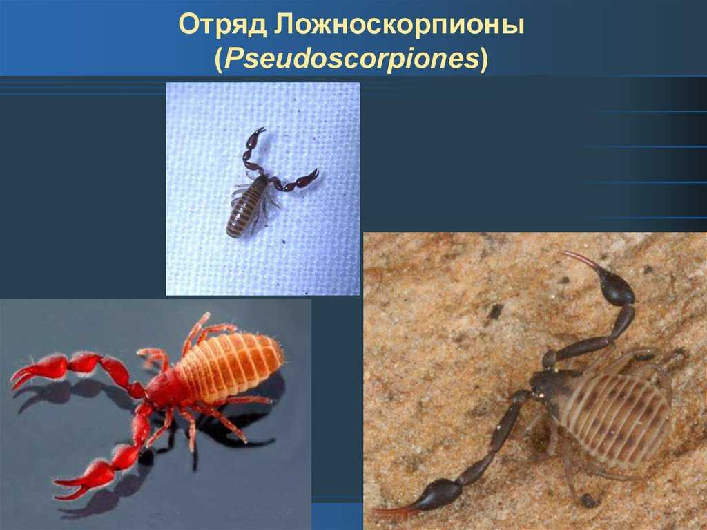 Жук с клешнями – насекомое, похожее на скорпиона